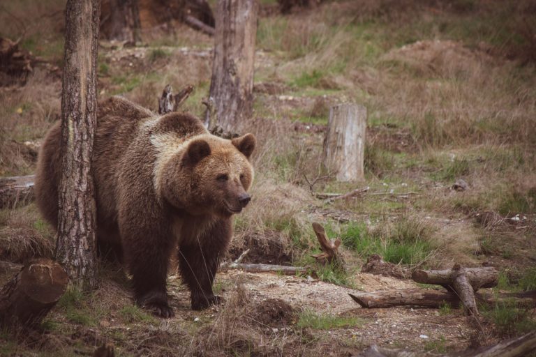 L'ours, figure universelle entre force et tendresse dans les cultures